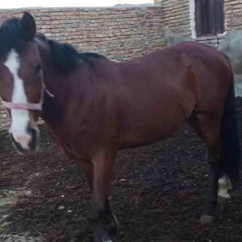 سلام یه اسب کردی 7سال