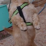 شیتزو یک سال و نیم