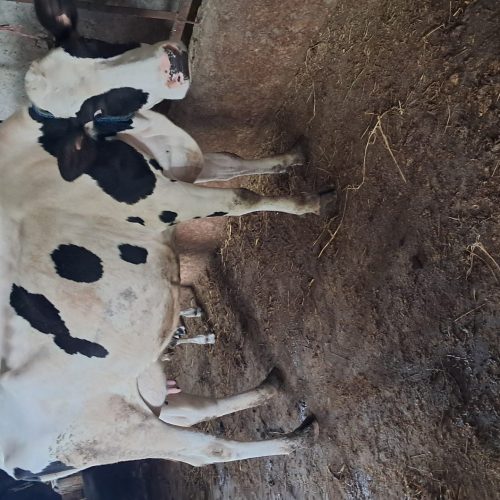 چند رس گاو و گوساله جنس خوب به فروش میرسد