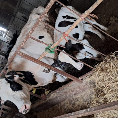 چند رس گاو و گوساله جنس خوب به فروش میرسد