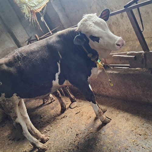 چند رس گاو و گوساله جنس خوب به فروش میرسد