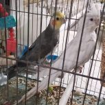 آلبینو عروس نرماده