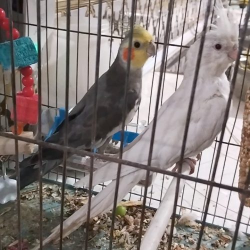 آلبینو عروس نرماده