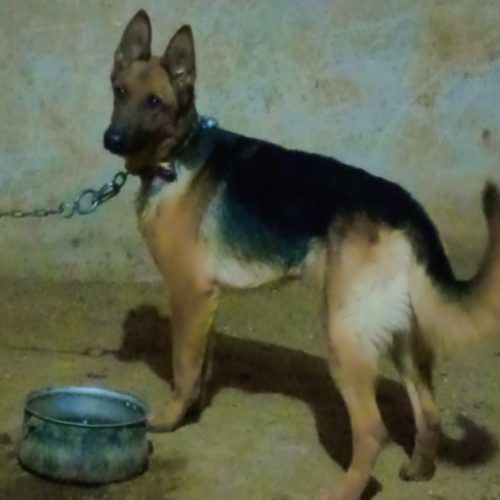 نژاد ژرمن با شناسنامه
