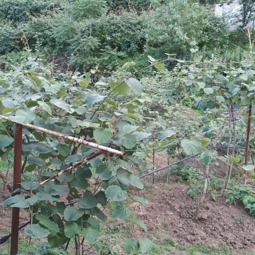 خانه ویلایی .. خونه باغ .