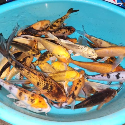 ماهی کوی رنگارنگ اصیل شاداب استخر برکه حوض آب