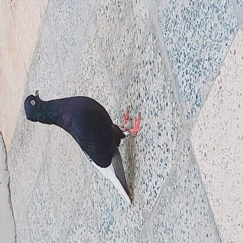 دو عدد کبوتر رنگی ودورگ درج یک