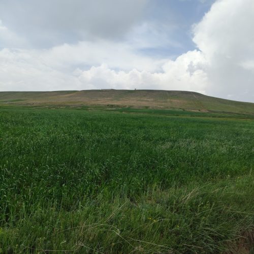 زمین کشاورزی