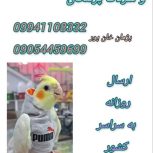 فروش انواع مکمل طوطیسانان وپرندگان زینتی