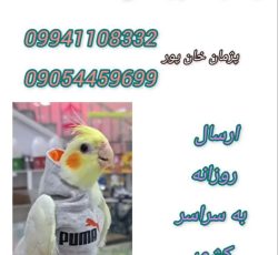 فروش انواع مکمل طوطیسانان وپرندگان زینتی