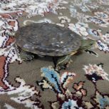 لاکپشت دوزیست خزری