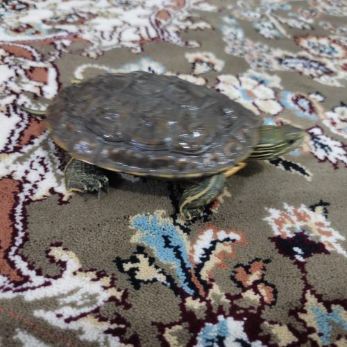 لاکپشت دوزیست خزری