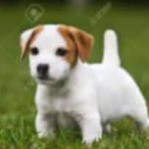 طوله سگ جکی 3 دانه