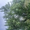 فروش زمین کشاورزی