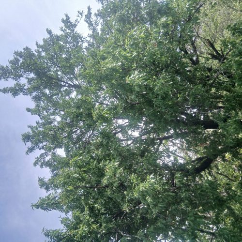 فروش زمین کشاورزی