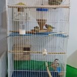 2 جفت پرنده زیر قیمت