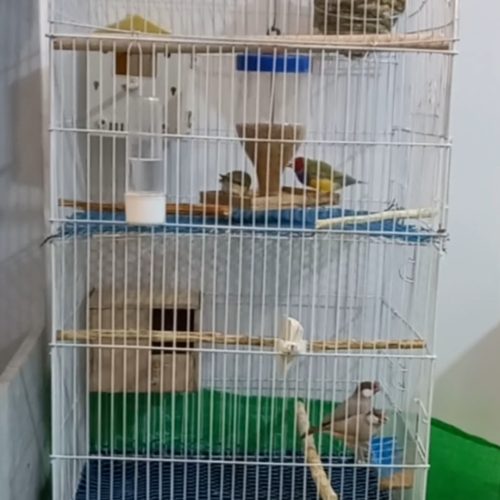 2 جفت پرنده زیر قیمت