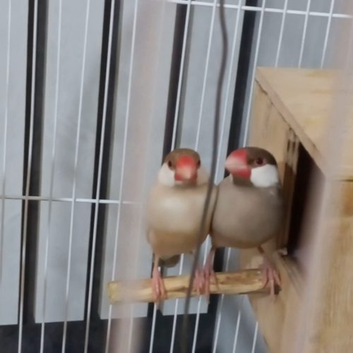 2 جفت پرنده زیر قیمت