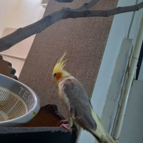 یک جفت عروس هلندی مولد بالغ فول رام دستی عاشق نوازش