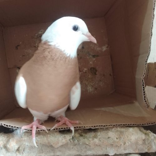 ده تا کبوتر نر و ماده