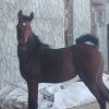 کره اسب مادیان یک ساله نوه سهیل حیدر