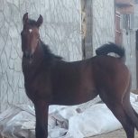 کره اسب مادیان یک ساله نوه سهیل حیدر