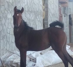 کره اسب مادیان یک ساله نوه سهیل حیدر