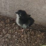 فروش جوجه مرغ بومی گلپایگانی