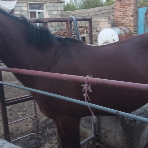 سلام یه اسب کردی 7سال