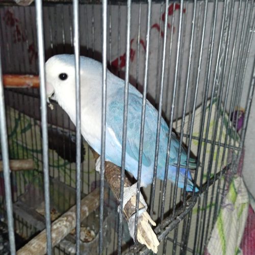 عروس.کوتوله مرغ عشق