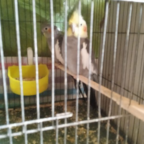 عروس.کوتوله مرغ عشق