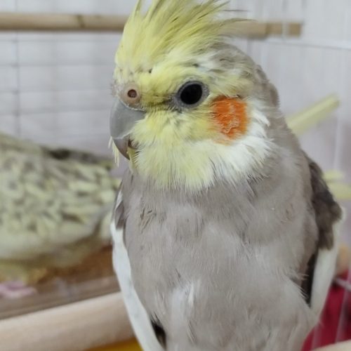 دو عدد عروس هلندی نر و ماده برای فروش