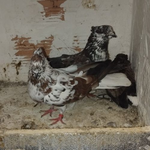 یه جفت سوسک قاره بفروش میرسد