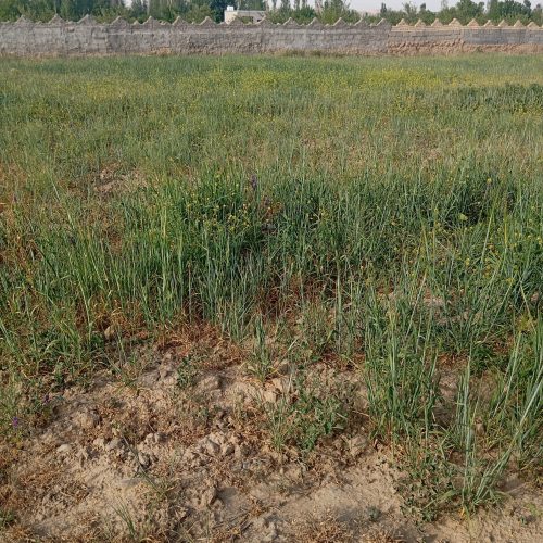 زمین کشاورزی