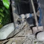 واگذاری یک سگ یک ساله سگ نگهبان