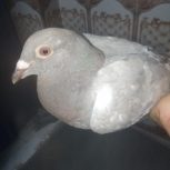 کبوتر تمیز درجه یک مسافتی