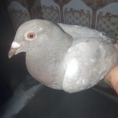 کبوتر تمیز درجه یک مسافتی