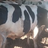 12 راس گوساله 450 کیلویی