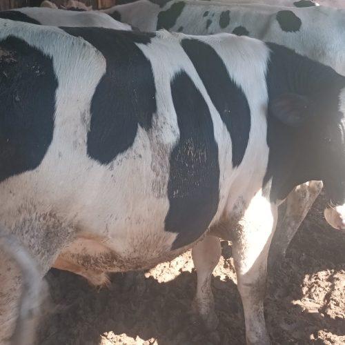 12 راس گوساله 450 کیلویی