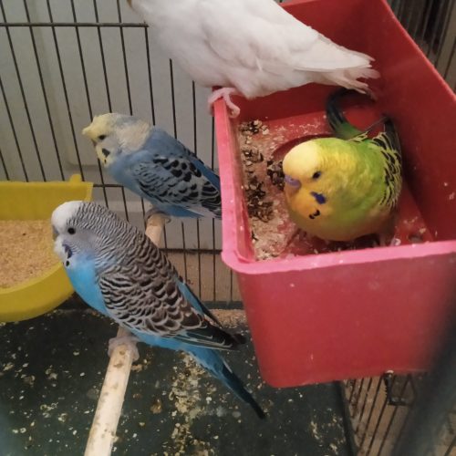 عروس.کوتوله مرغ عشق