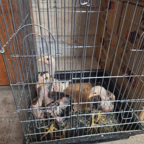 سه عدد جوجه لاری اشوما اصیل واکسن خورده