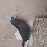 کبوتر پرشی