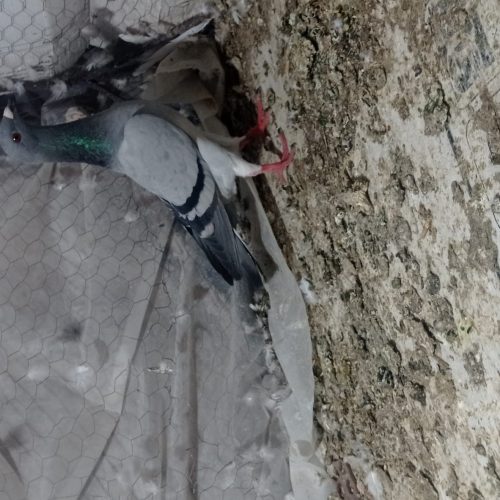 کبوتر مسافتی