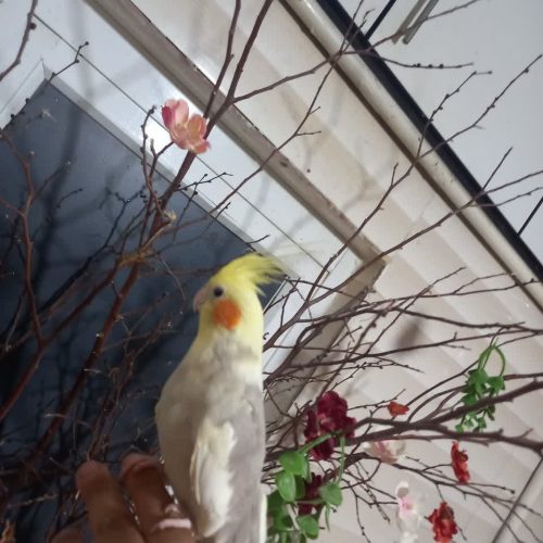 یک جفت عروس هلندی مولد بالغ فول رام دستی عاشق نوازش