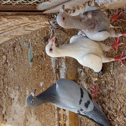 کفتر به ضمانت