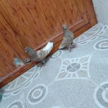 دوعد نر دوم سفید درجه یک