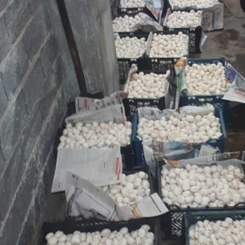 فروش و واگذاری تجهیرات سالن پرورش قارچ (بدون پیش پرداخت)