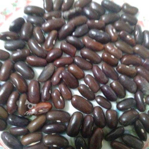 بذر لوبیا سبز