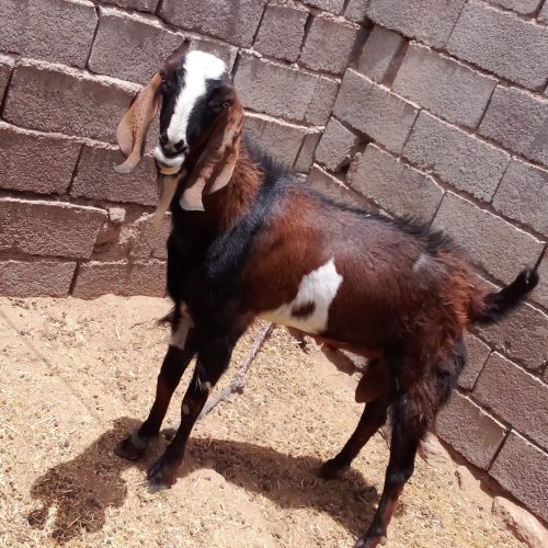 یک عدد گوسفند نر