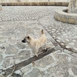 سگ خارجی